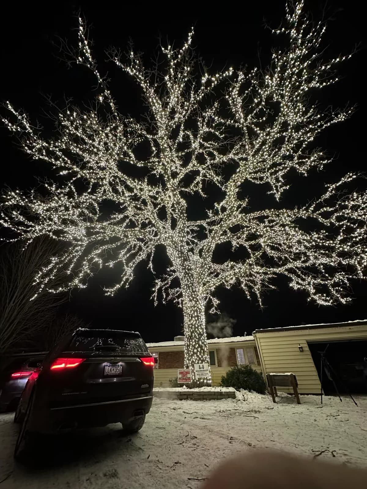 Bloomington's Lighted Oak — the historic oak on Meadowview Road wrapped in over 40,000 lights by FCR Cleaning