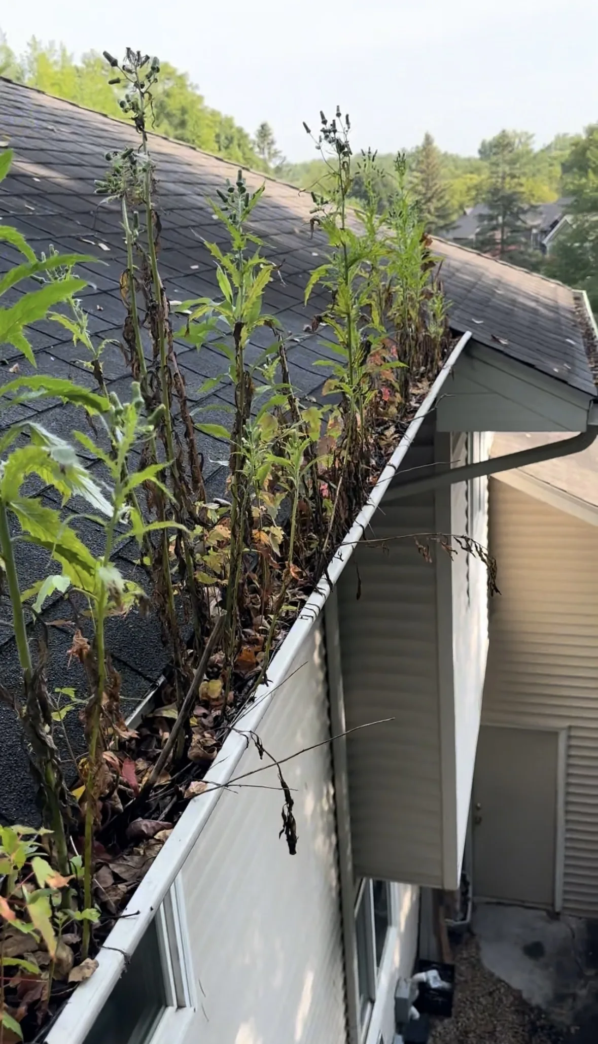 Gutter packed with overgrown weeds and debris — before FCR Cleaning gutter service, Twin Cities MN